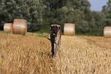 DOGUE ALLEMAND 327